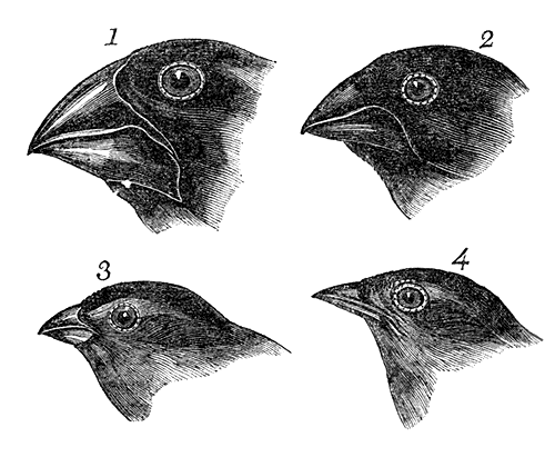 Sketches of Finches made by Darwin.