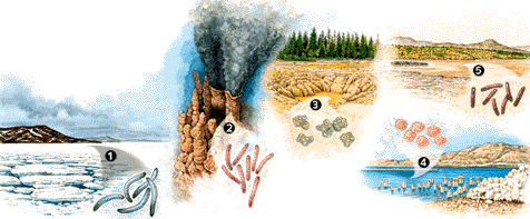five environments illustrating the extremophile life supported